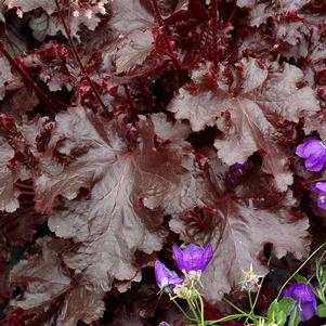 BLACK BEAUTY CORAL BELLS