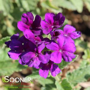 ENDURASCAPE™ DARK PURPLE VERBENA