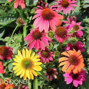 CHEYENNE SPIRIT CONEFLOWER