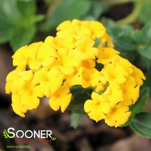 NEW GOLD LANTANA