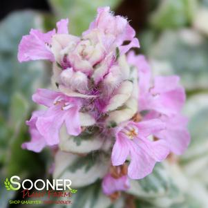 PINK LIGHTNING VARIEGATED AJUGA