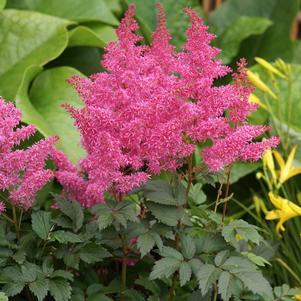 RHYTHM & BLUES ASTILBE