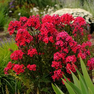 RED RIDING HOOD GARDEN PHLOX