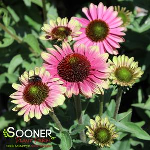 SWEET SANDIA CONEFLOWER