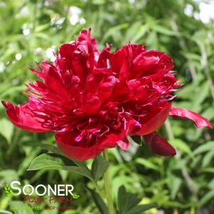 RED CHARM GARDEN PEONY