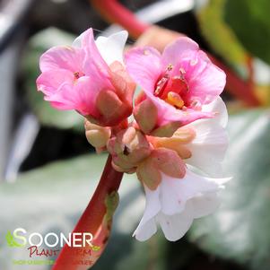 PEPPERMINT PATTY BERGENIA