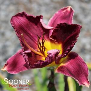 RAINBOW RHYTHM® NOSFERATU DAYLILY