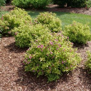 BUBBLY WINE™ WEIGELA