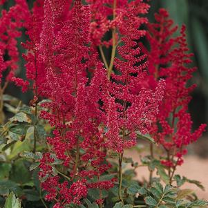 AUGUST LIGHT ASTILBE