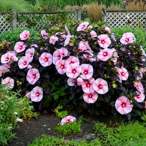 STARRY STARRY NIGHT HARDY HIBISCUS