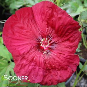 BLACKBERRY MERLOT HARDY HIBISCUS