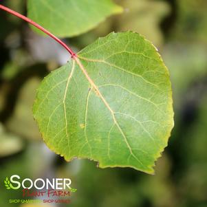 QUAKING ASPEN