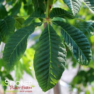 BRIOTII RED HORSE CHESTNUT