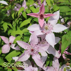 HAGLEY HYBRID CLEMATIS