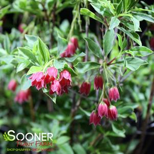 SHOWY LANTERN ENKIANTHUS