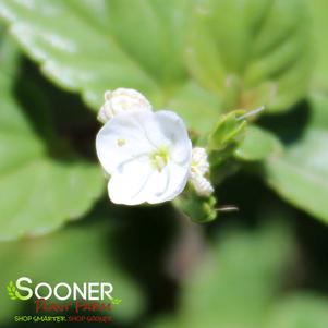 WHITEWATER PROSTRATE SPEEDWELL