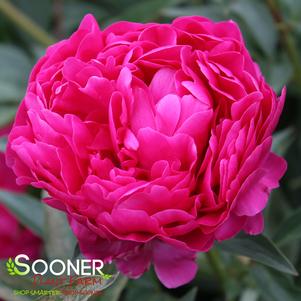 KANSAS GARDEN PEONY