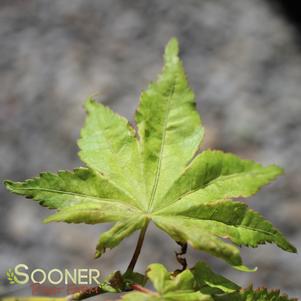 ALPINE SILVER THREAD UPRIGHT JAPANESE MAPLE