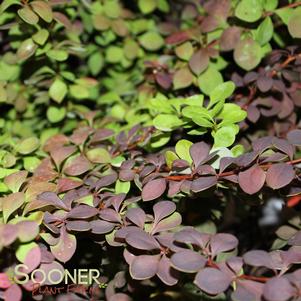 SUNJOY® CINNAMON BARBERRY