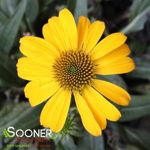 SOMBRERO® LEMON YELLOW CONEFLOWER