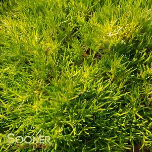 SCOTCH MOSS