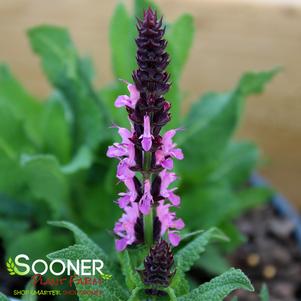 BUMBLEBERRY MEADOW SAGE