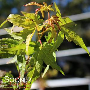 CORALLINUM UPRIGHT JAPANESE MAPLE