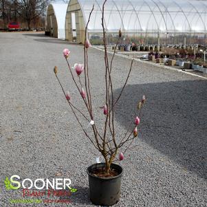 SAUCER MAGNOLIA