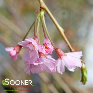 HIGAN WEEPING DOUBLE FLOWERING CHERRY