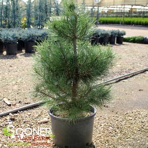 AUSTRIAN PINE