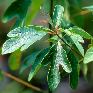 COMMON SASSAFRAS