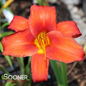 CHICAGO APACHE DAYLILY