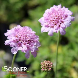 FLUTTER™ ROSE PINK PINCUSHION FLOWER