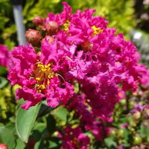 GREATMYRTLE™ RED VELVET CRAPEMYRTLE