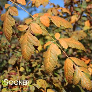 GOLDEN RAINTREE