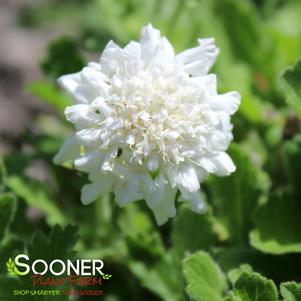 FLUTTER™ PURE WHITE PINCUSHION FLOWER