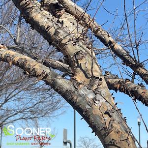 LACEBARK ELM