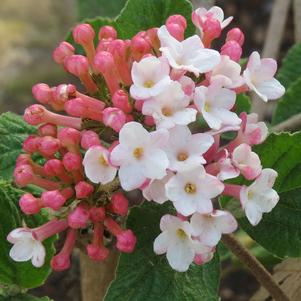 SUGAR 'N SPICE™ VIBURNUM