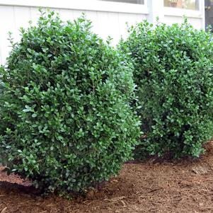 NEWGEN® FREEDOM™ BOXWOOD