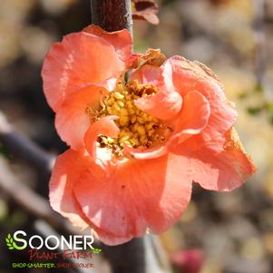 DOUBLE TAKE® PEACH STORM QUINCE