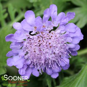 BUTTERFLY BLUE PINCUSHION FLOWER