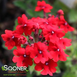 ENDURASCAPE™ RED VERBENA