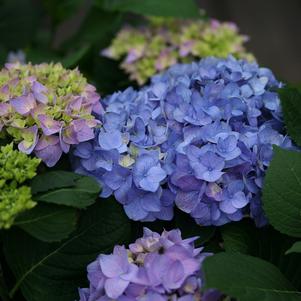 LET'S DANCE® RHYTHMIC BLUE® HYDRANGEA