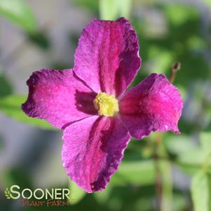 JOLLY GOOD™ CLEMATIS