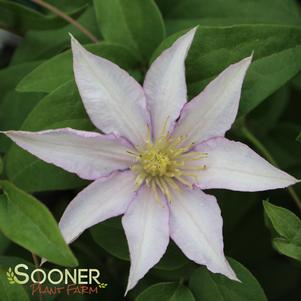 SAMARITAN JO™ CLEMATIS