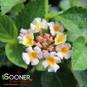 BANDANA PINK LANTANA