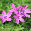 EMERALD PINK CREEPING PHLOX