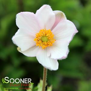 ELFIN SWAN™ ANEMONE