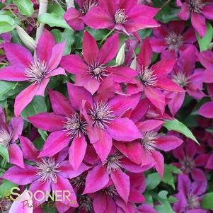 PICARDY™ CLEMATIS