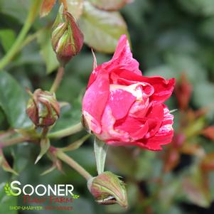 FOURTH OF JULY CLIMBING ROSE